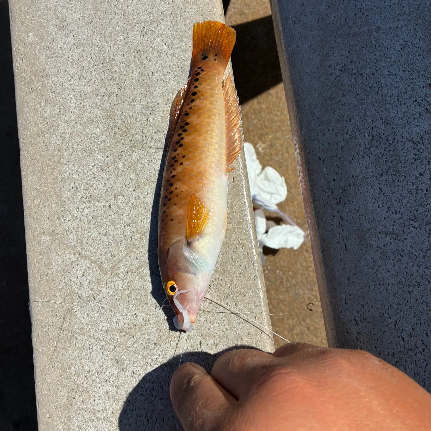 Rock wrasse caught on Fishbrain