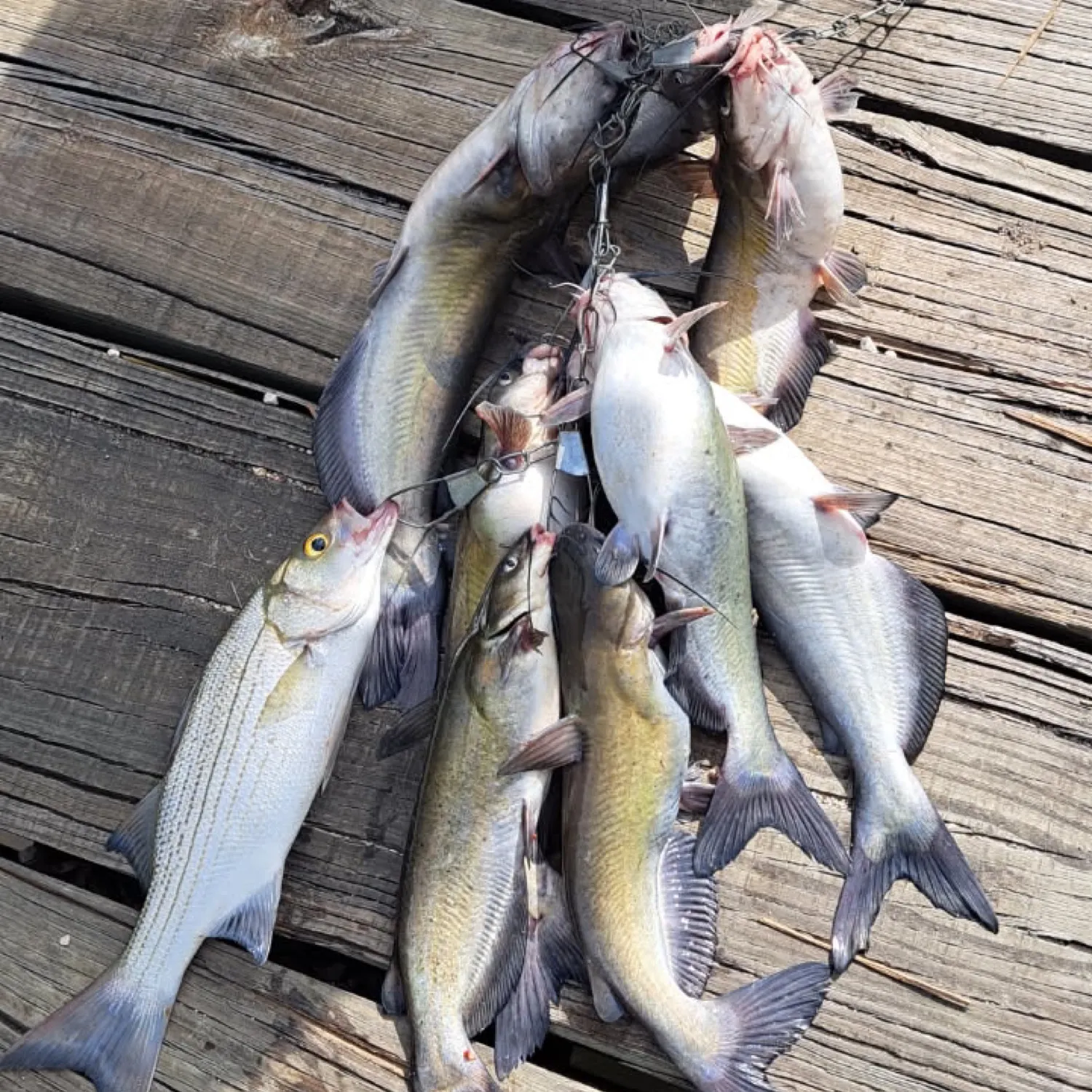 recently logged catches