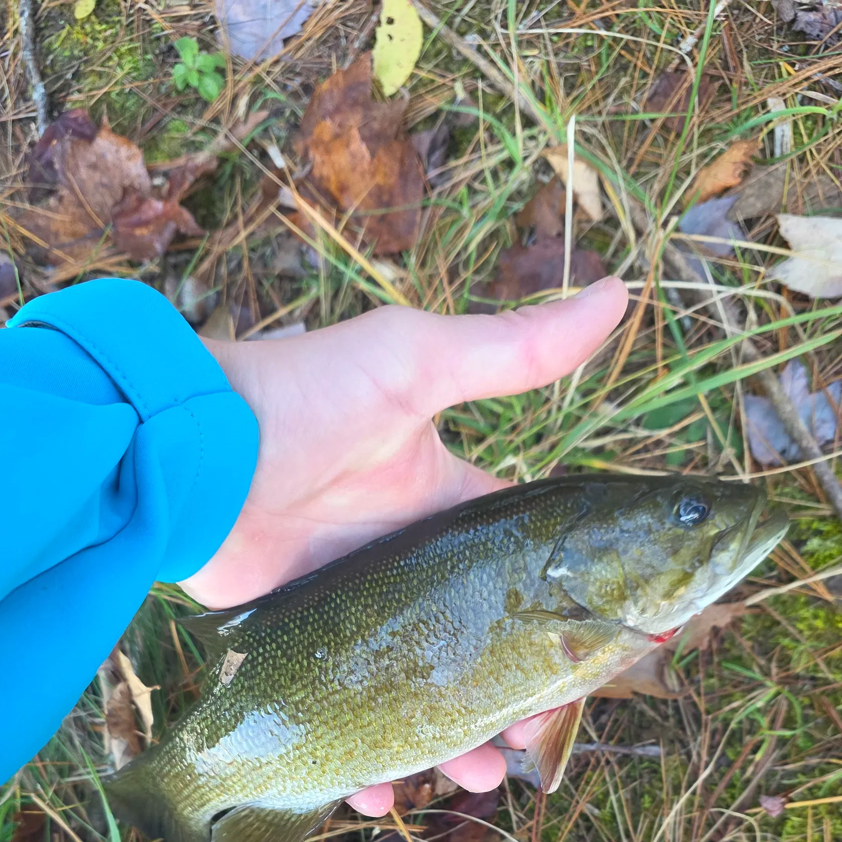 Smallmouth bass caught on Fishbrain