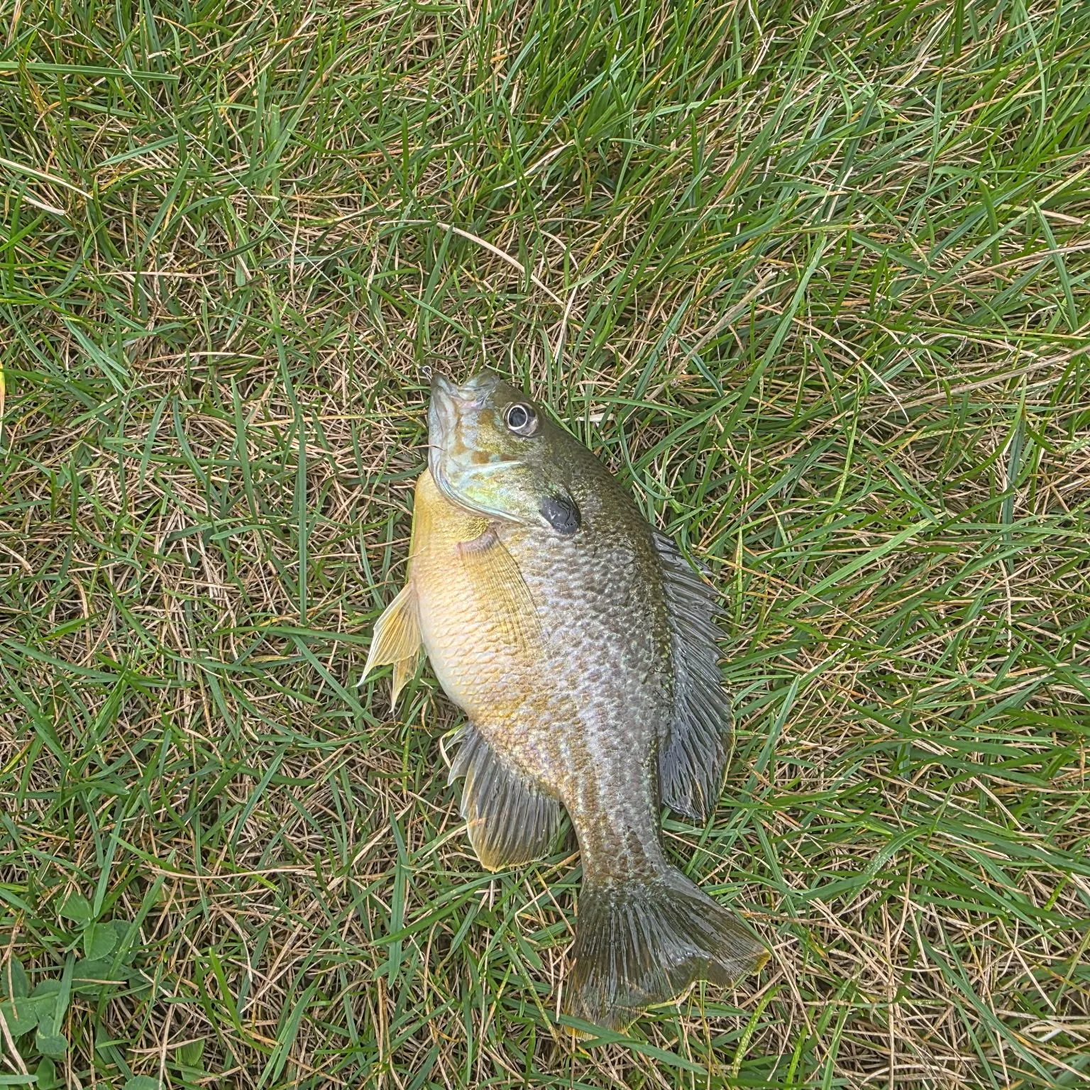 Green sunfish caught on Fishbrain