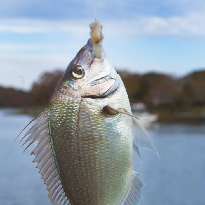 Scup caught on Fishbrain