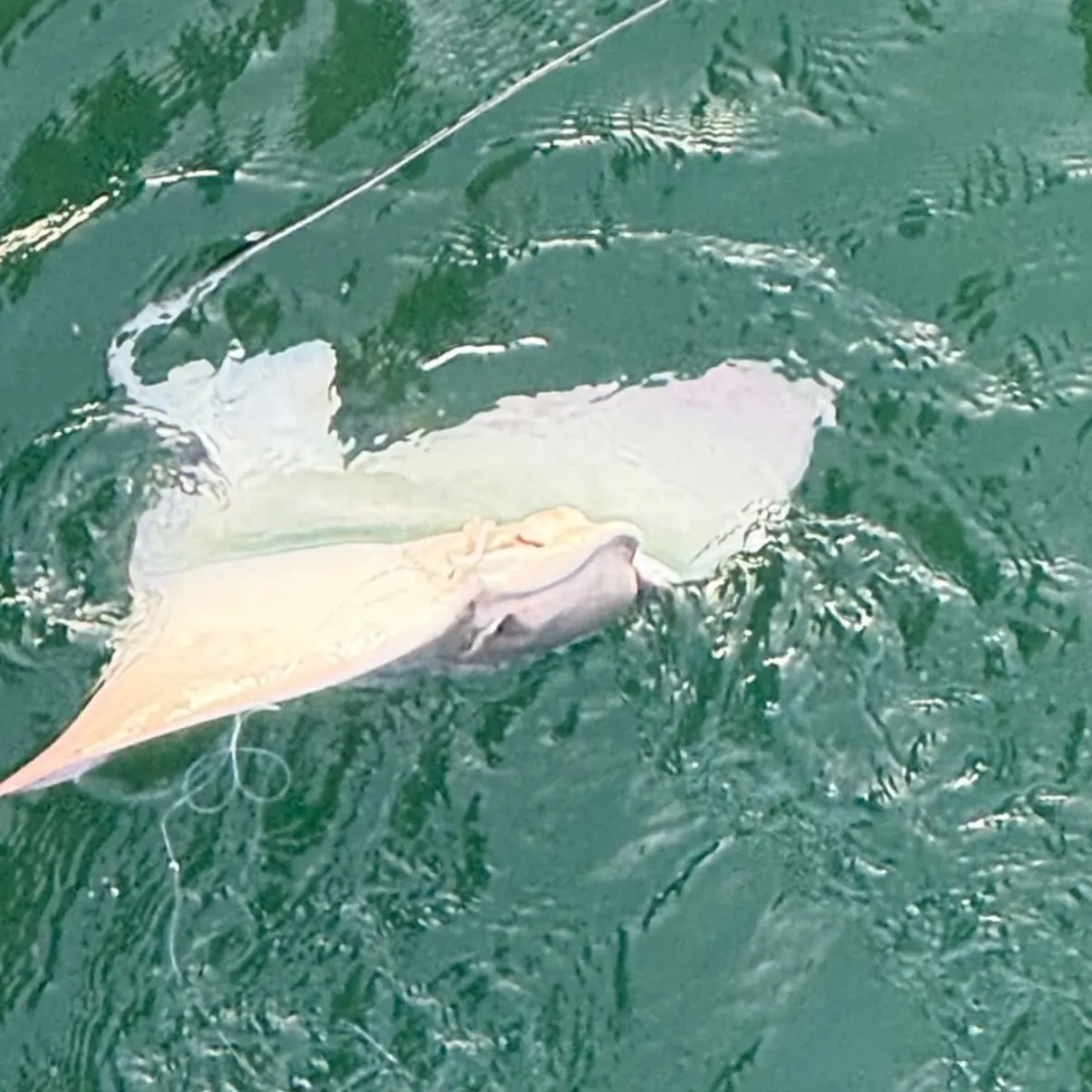 The most recent Bat eagle ray catches on Fishbrain