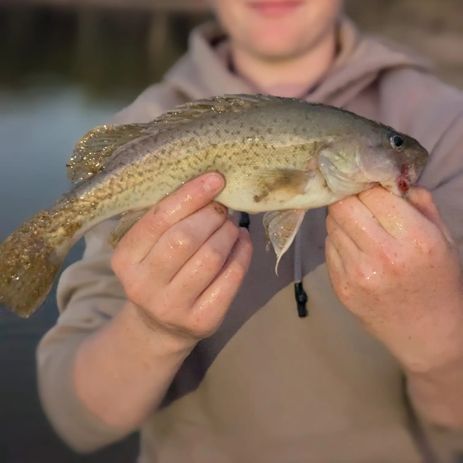 The most recent Trout cod catches on Fishbrain