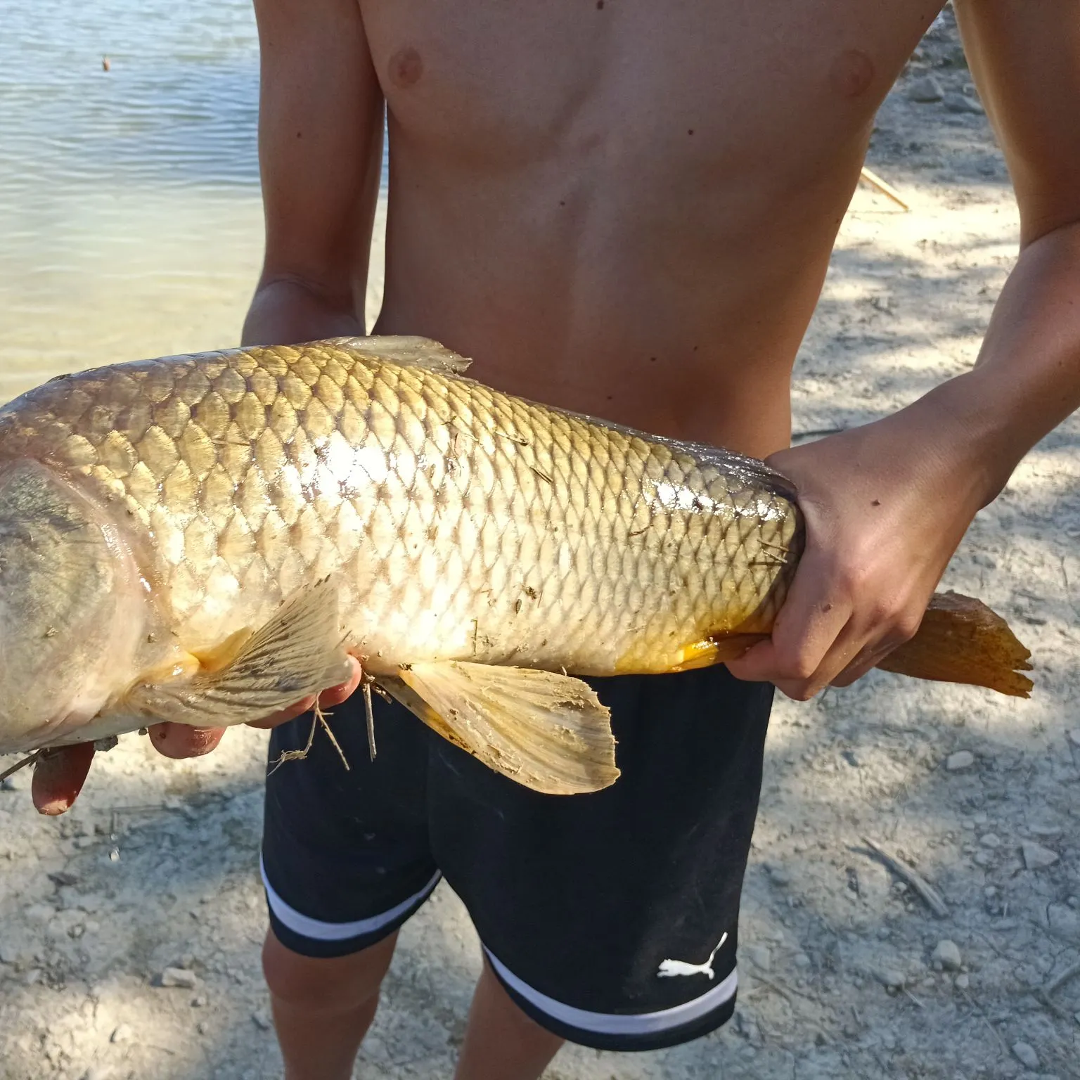 Leather carp caught on Fishbrain