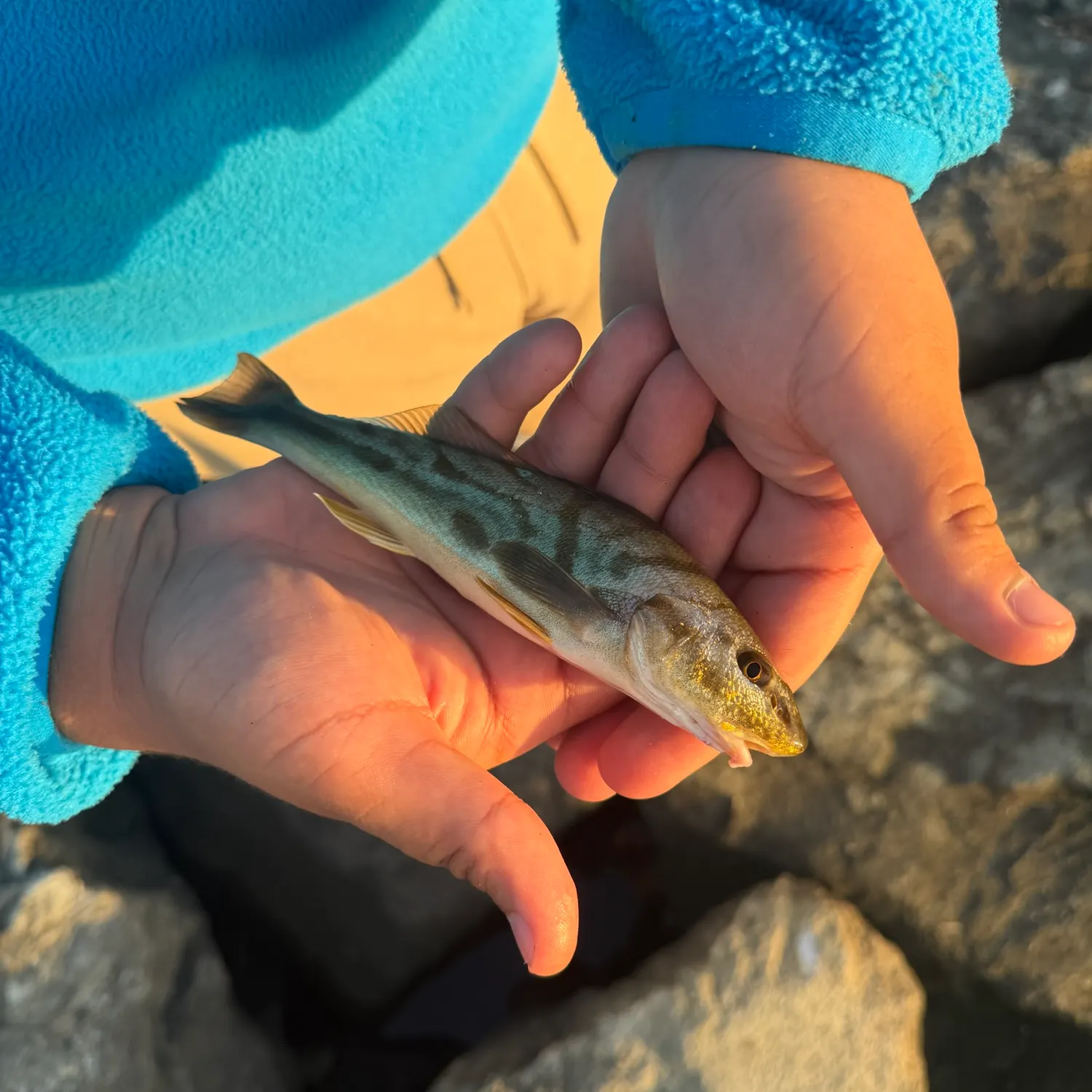 Northern kingcroaker caught on Fishbrain