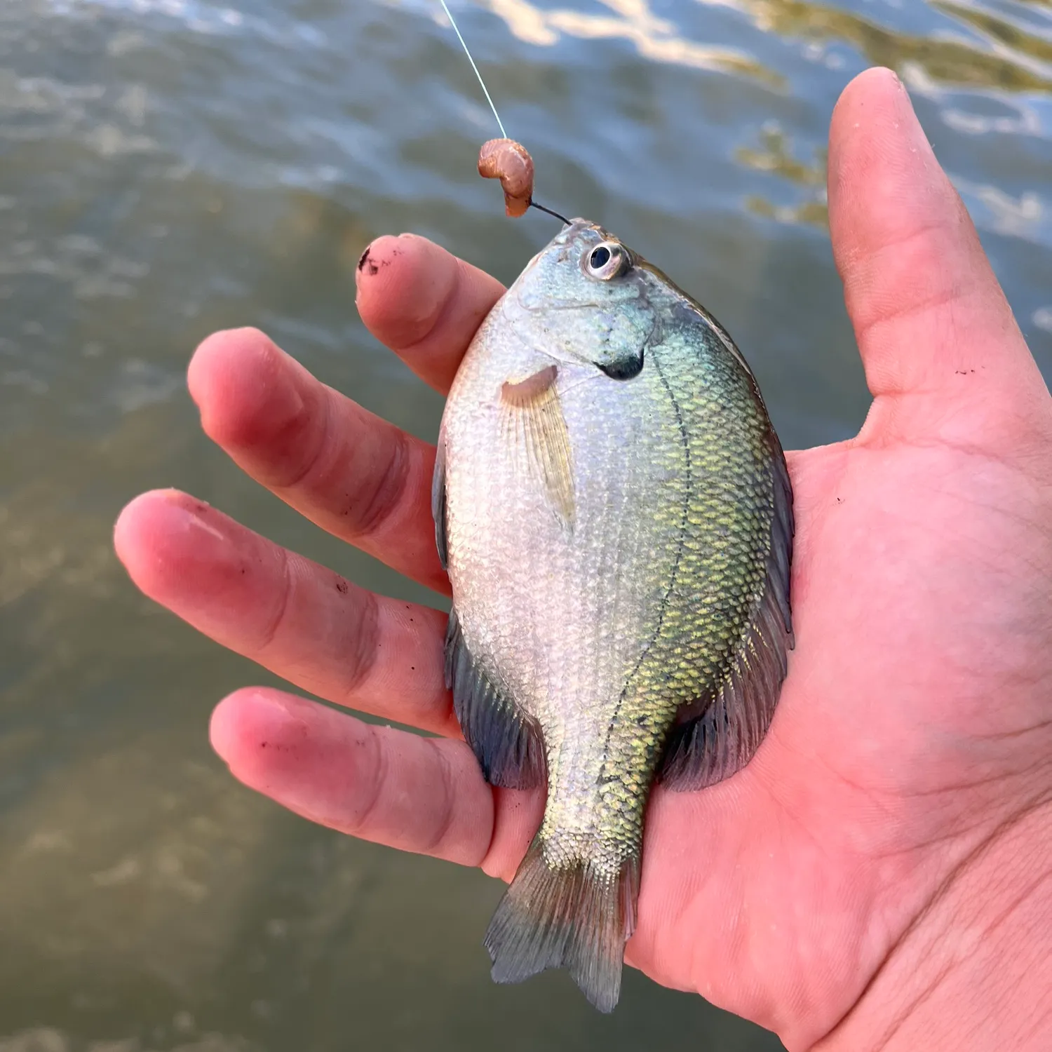 The most recent Bluegill catches on Fishbrain