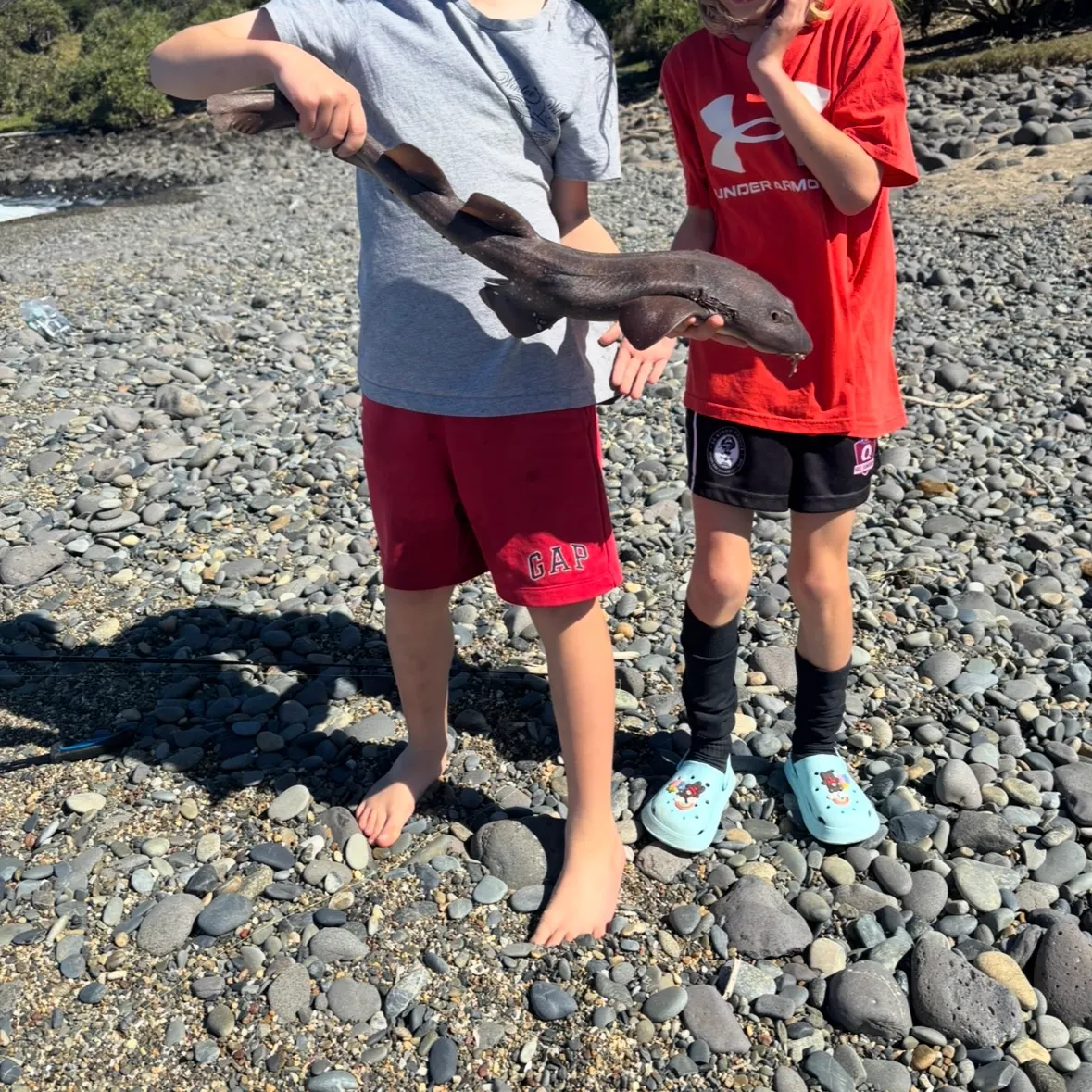 Nurse shark caught on Fishbrain
