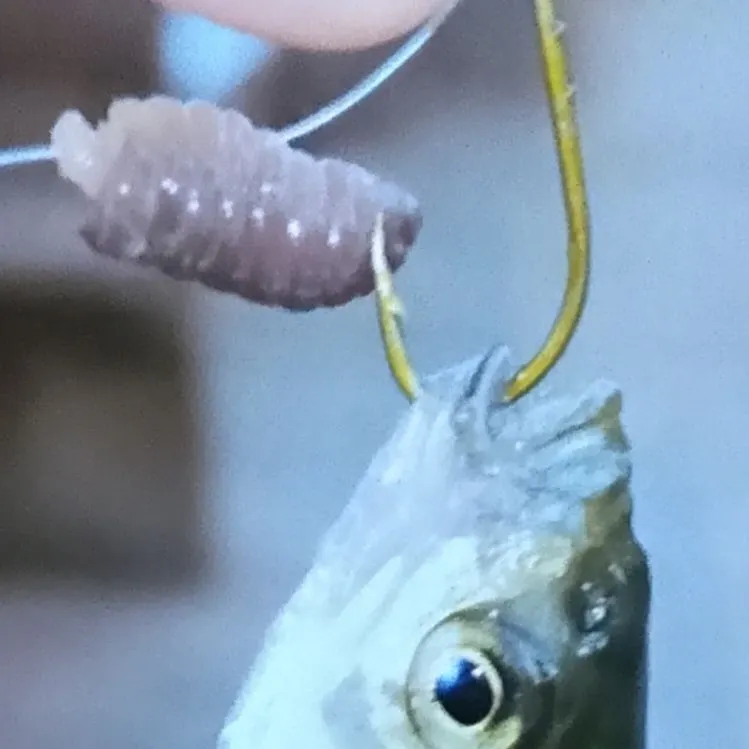Creek chub caught on Fishbrain