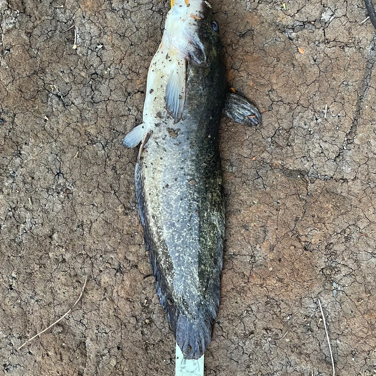 The most recent Dewfish catches on Fishbrain