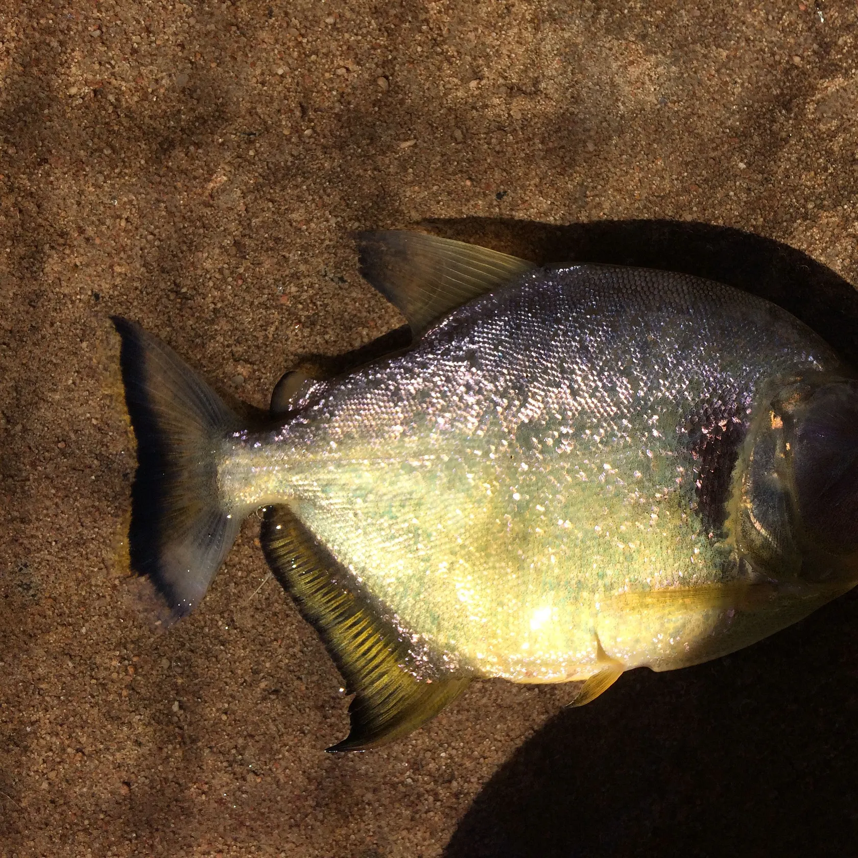 The most recent Small-scaled pacu catches on Fishbrain