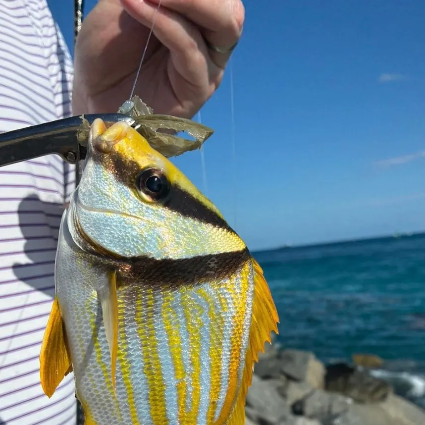 The most recent Atlantic porkfish catches on Fishbrain