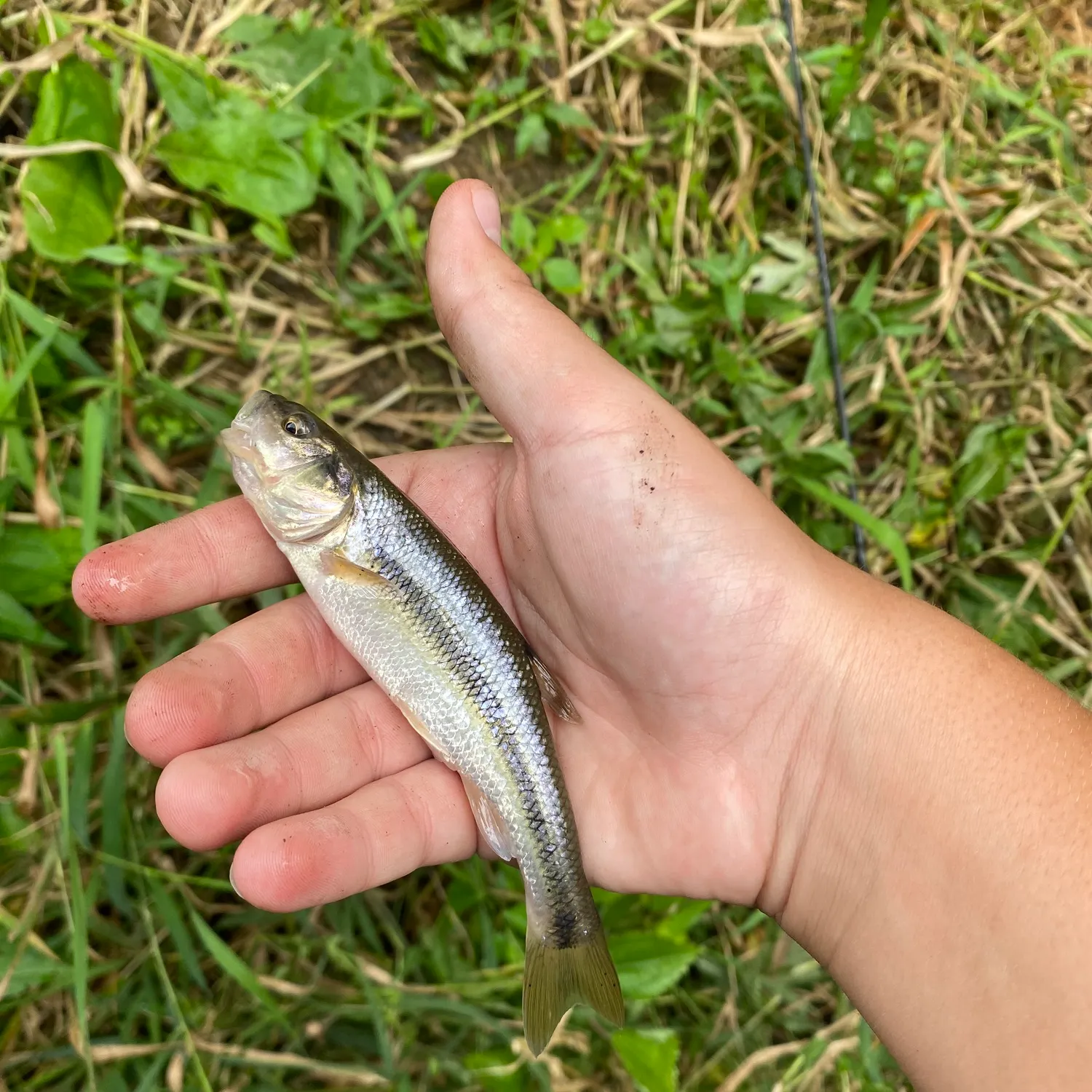 Creek chub caught on Fishbrain