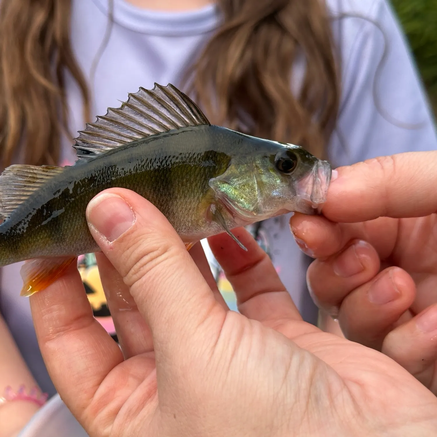 European perch caught on Fishbrain