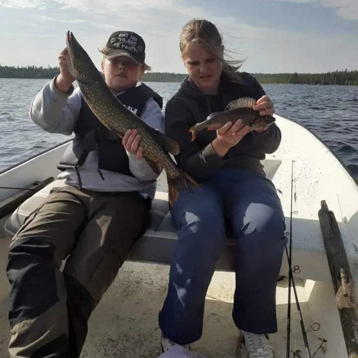 Northern pike caught on Fishbrain