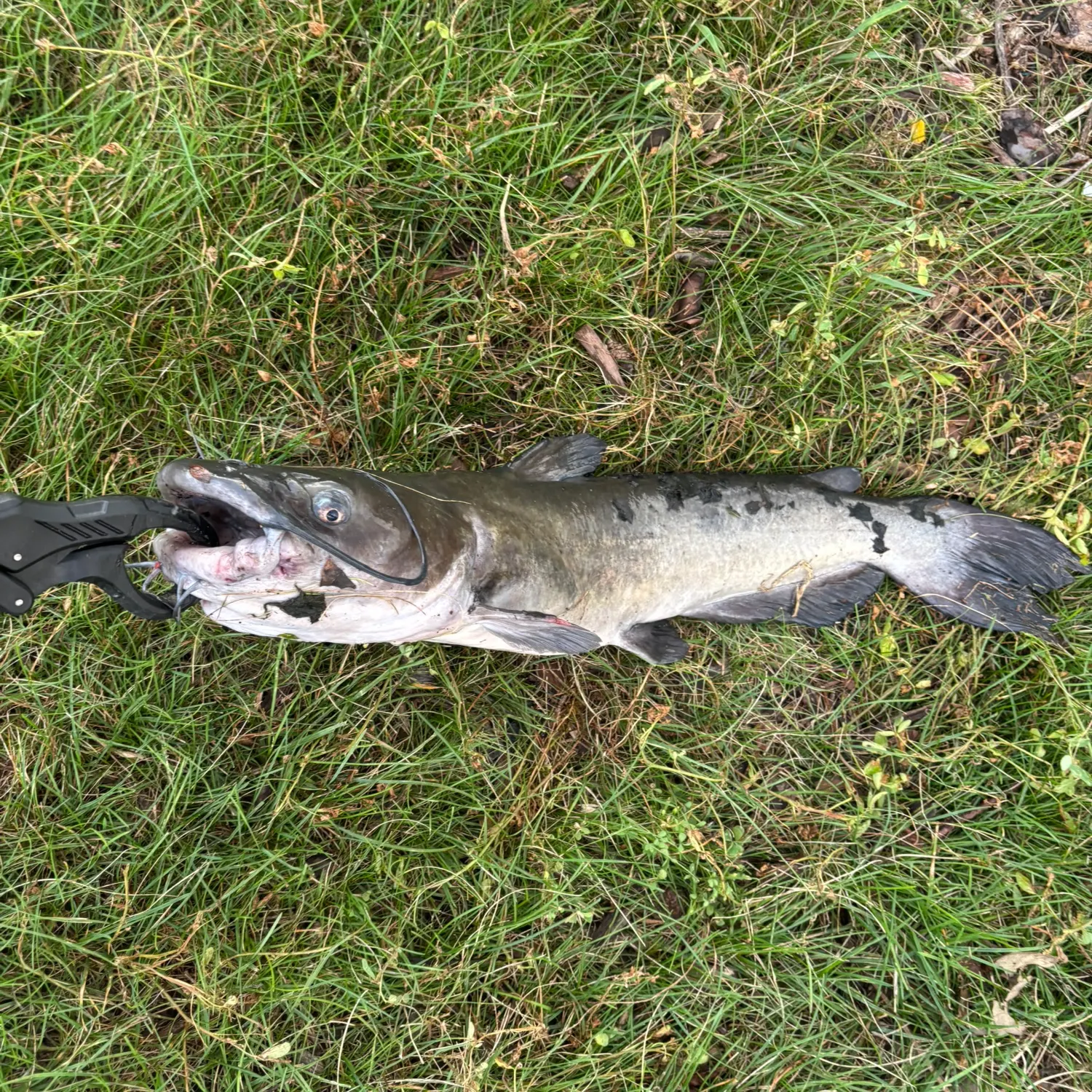 Channel catfish caught on Fishbrain