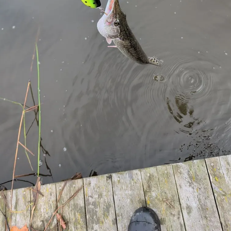 Northern pike caught on Fishbrain