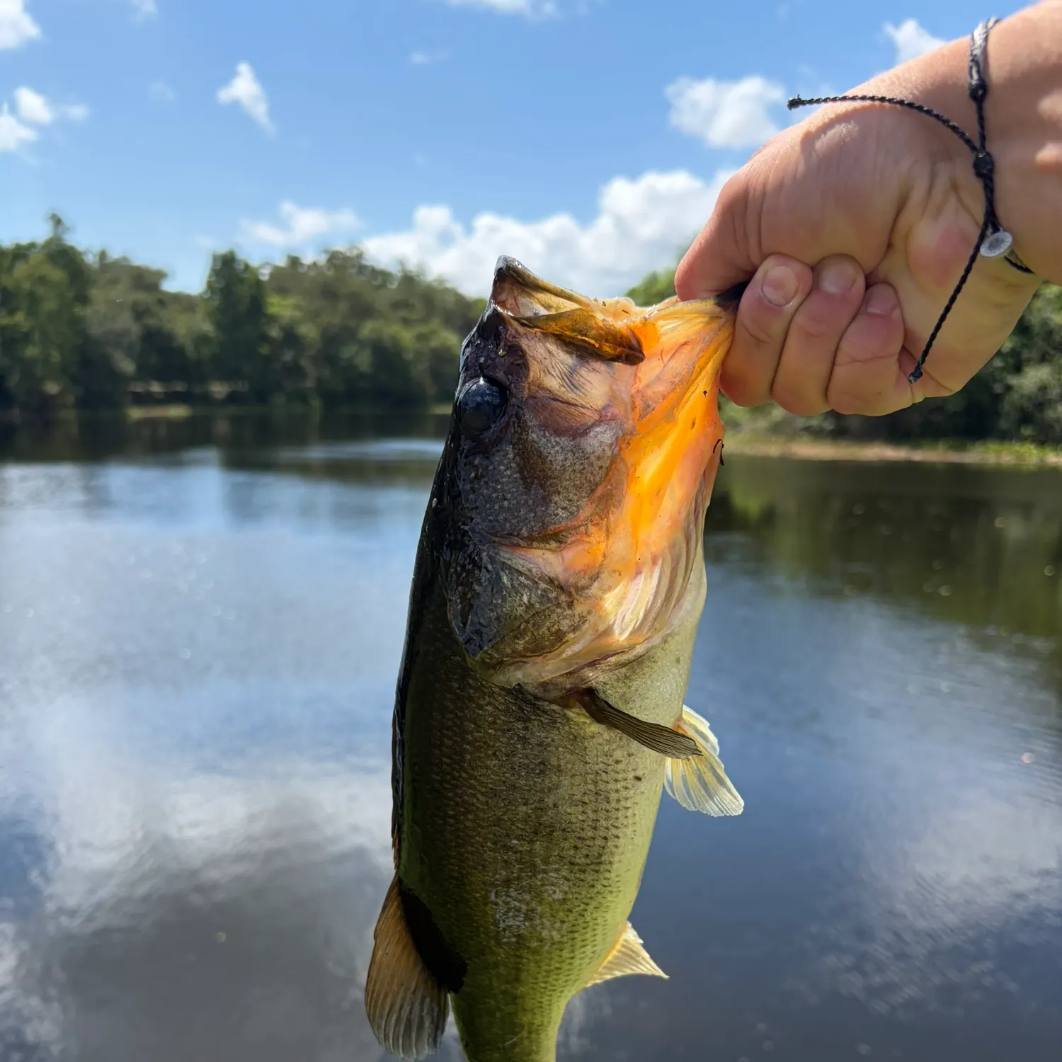 Florida bass caught on Fishbrain