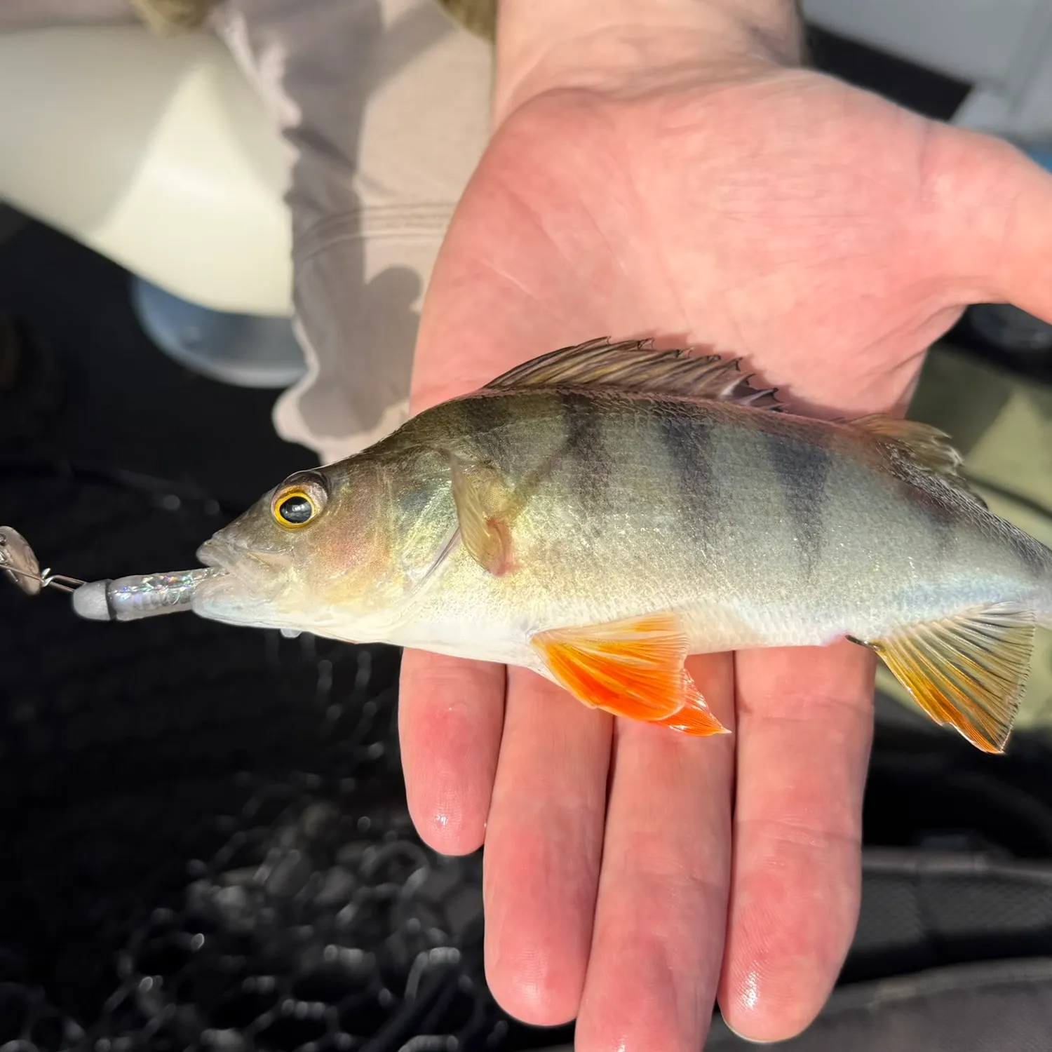 European perch caught on Fishbrain