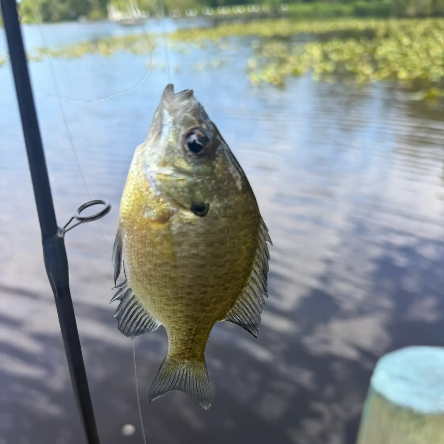 Bluegill caught on Fishbrain
