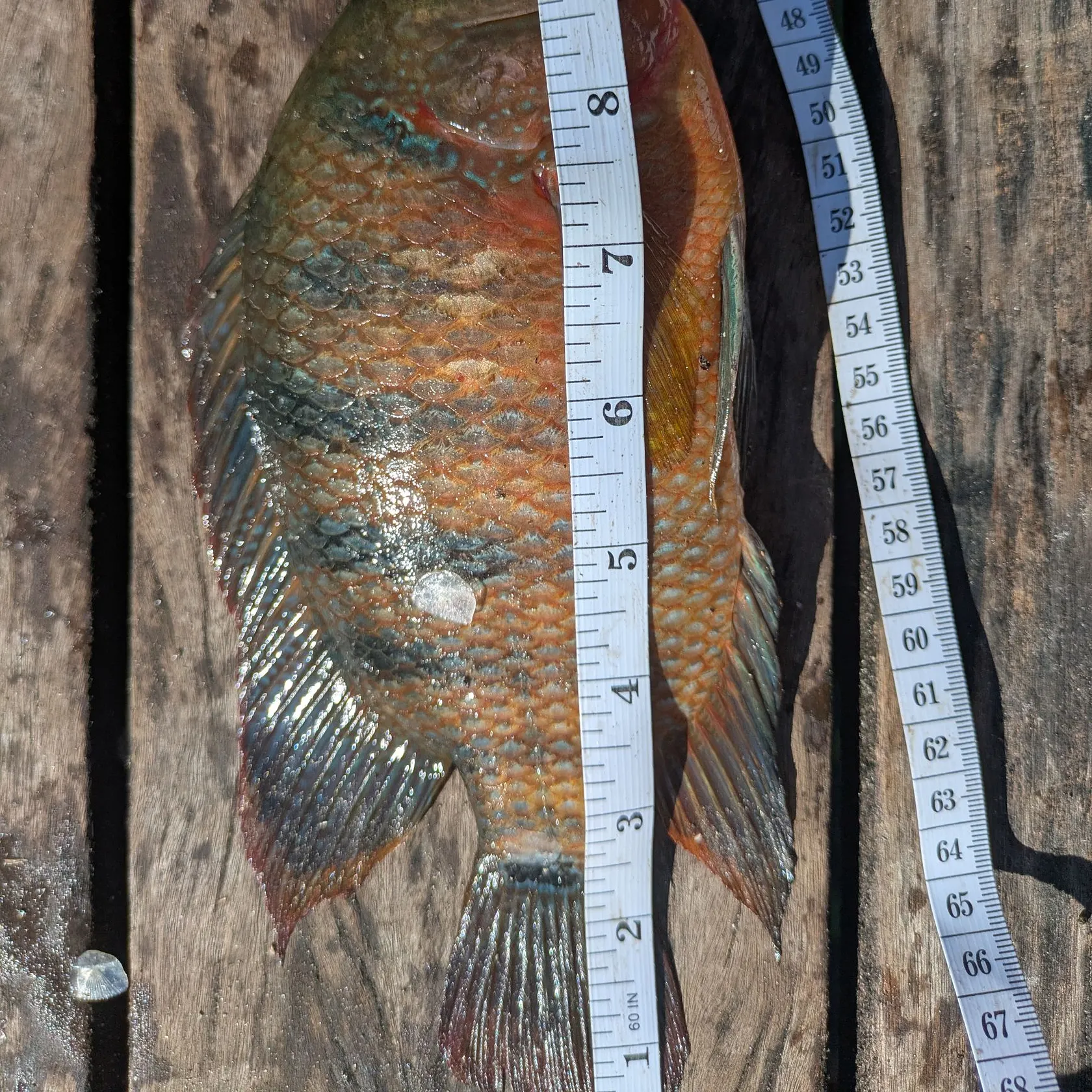 Mayan cichlid caught on Fishbrain