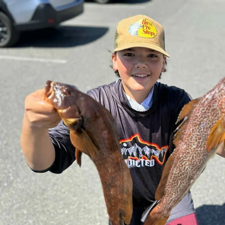 The most recent Kelp greenling catches on Fishbrain