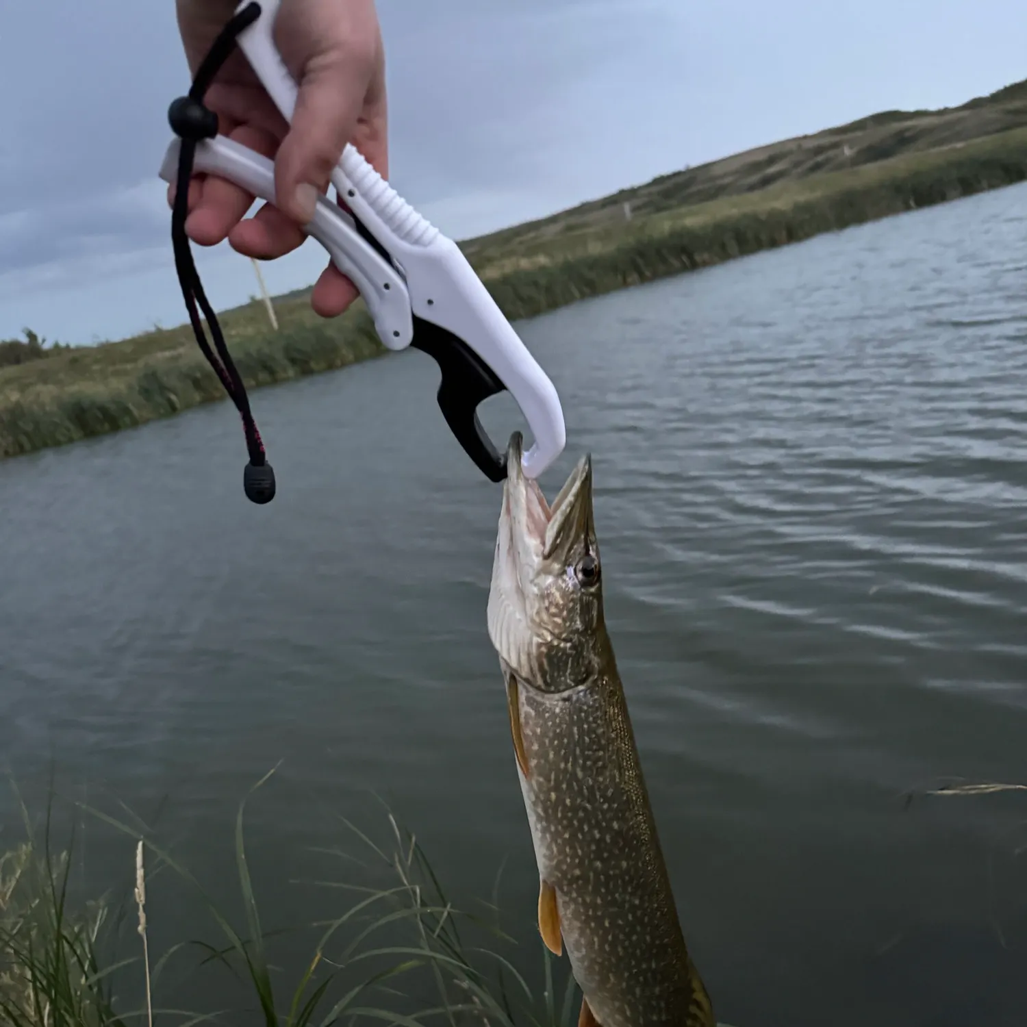 Northern pike caught on Fishbrain