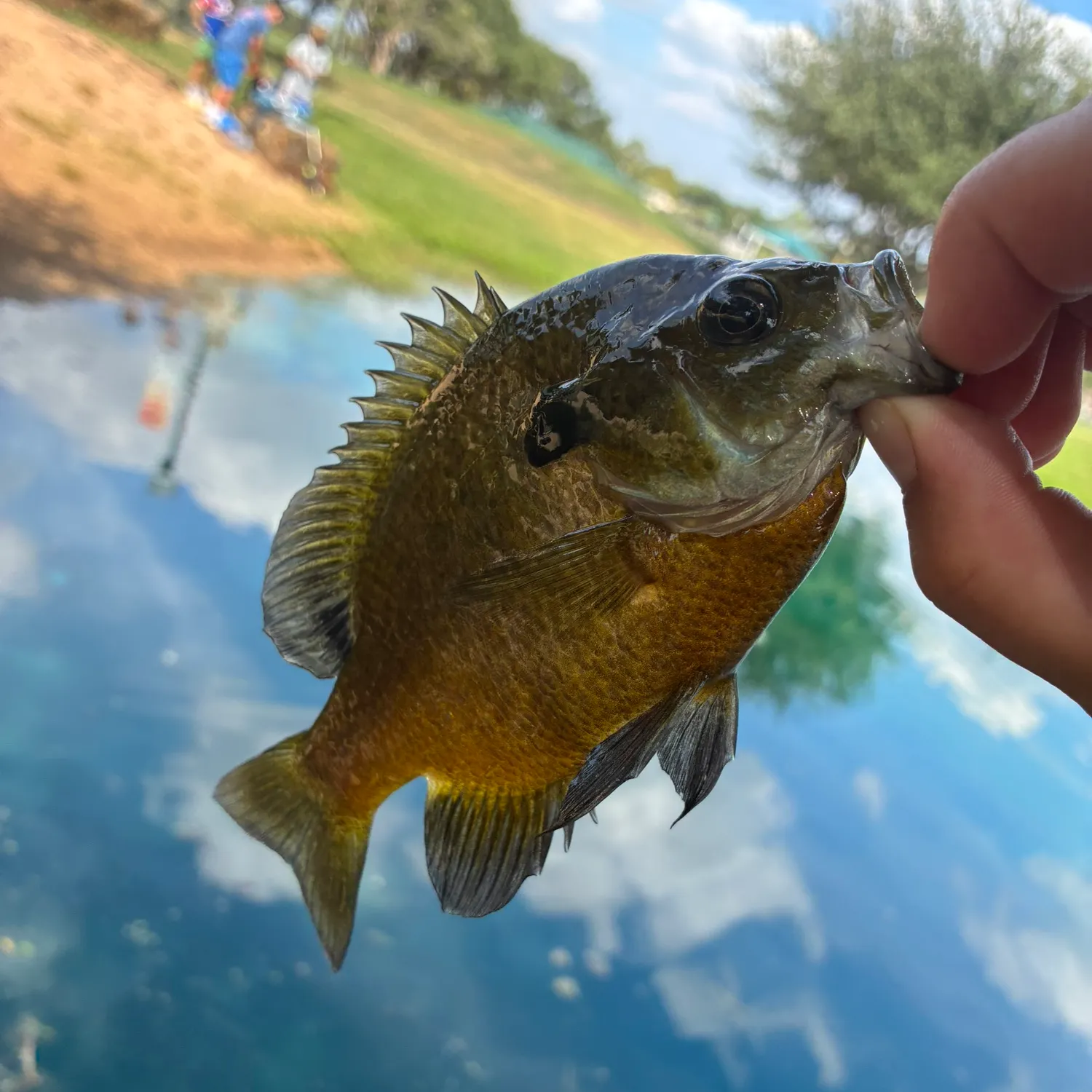 Bluegill caught on Fishbrain
