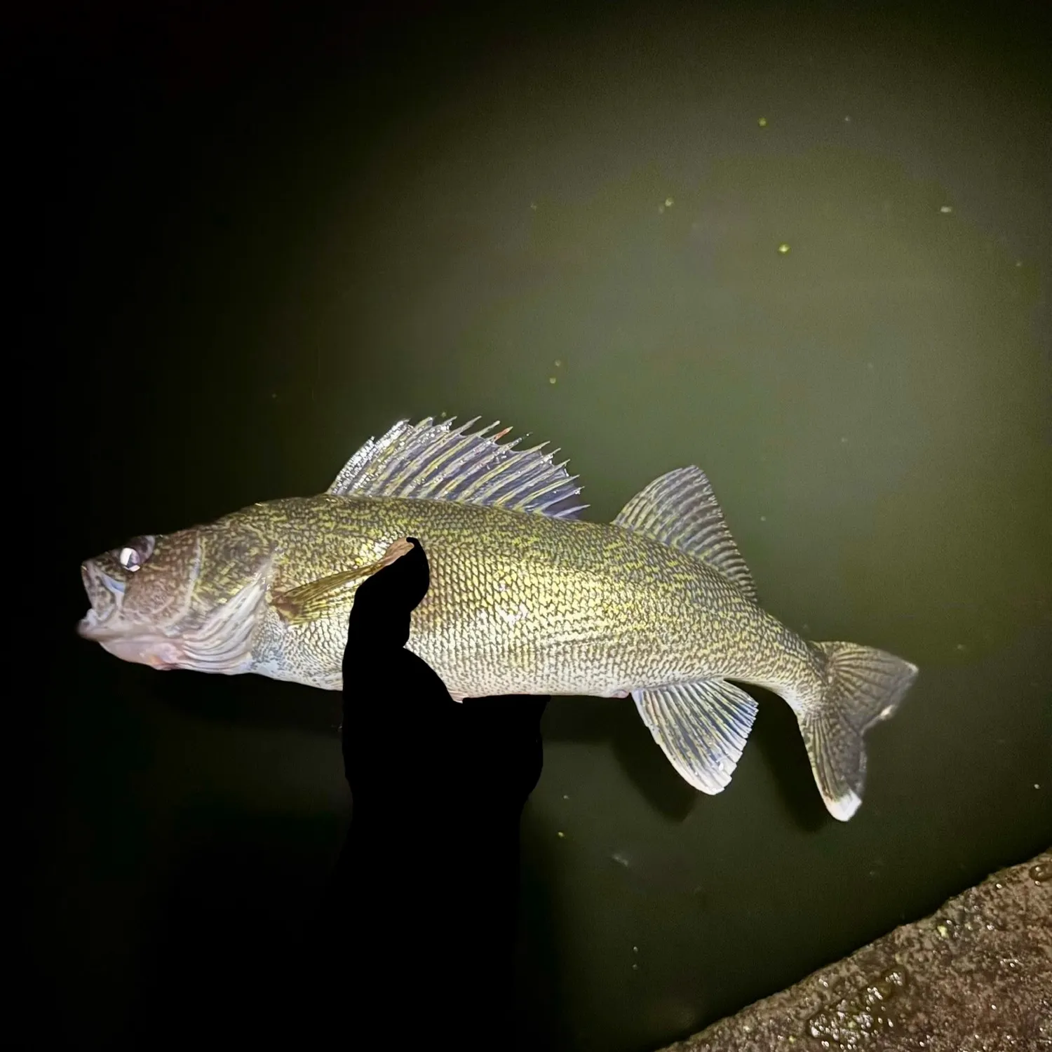 Walleye caught on Fishbrain