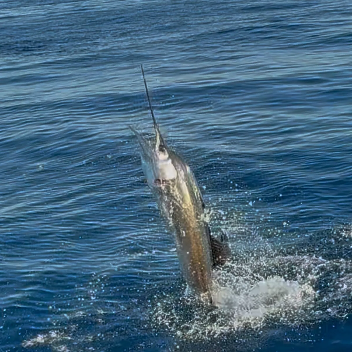 The most recent Atlantic sailfish catches on Fishbrain