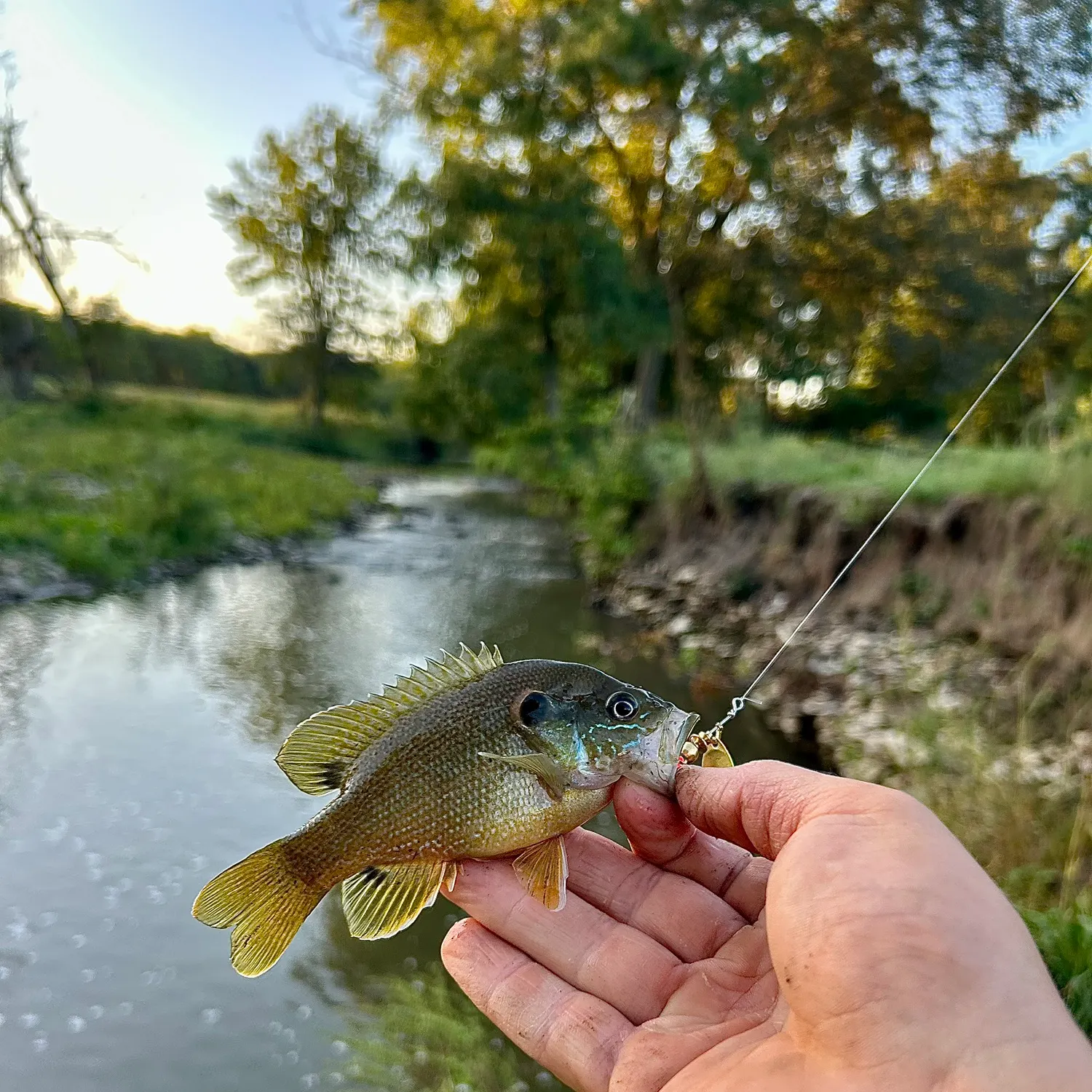 Green sunfish caught on Fishbrain