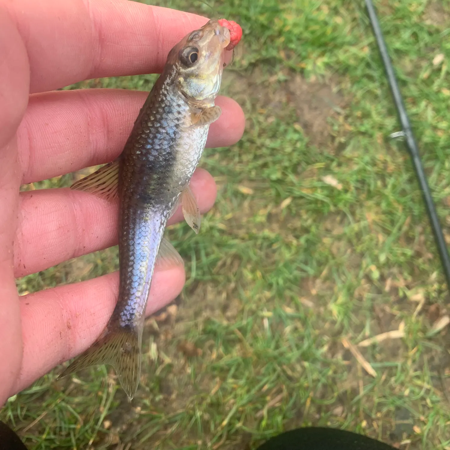 The most recent Gudgeon catches on Fishbrain