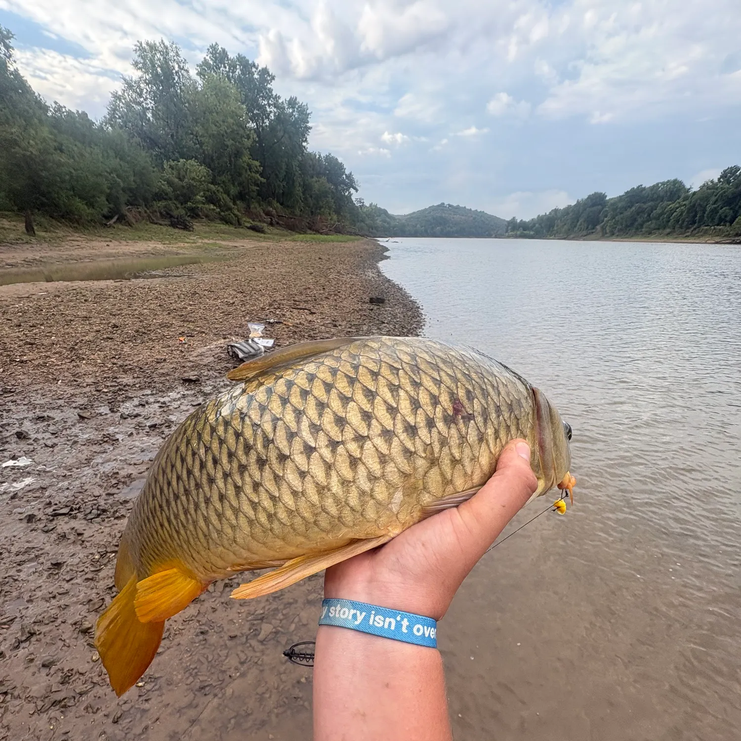 Common carp caught on Fishbrain