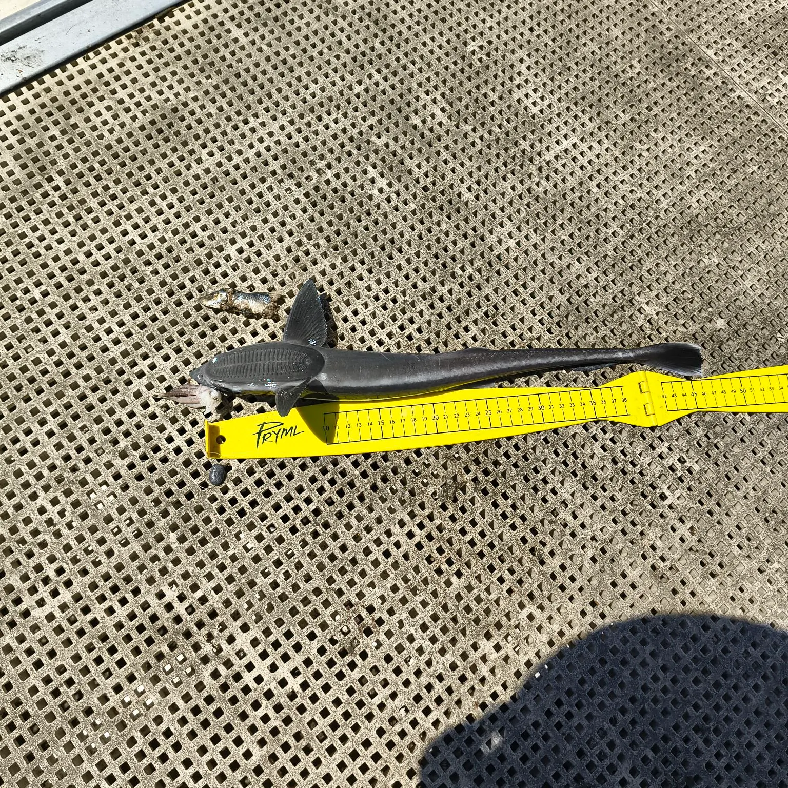 The most recent Common remora catches on Fishbrain