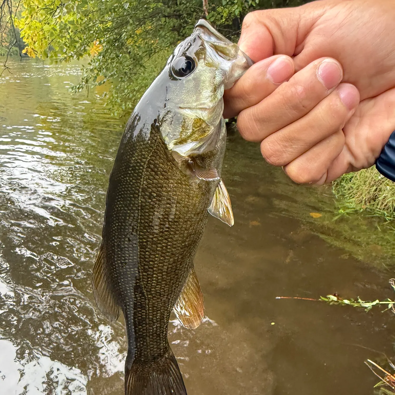 Smallmouth bass caught on Fishbrain