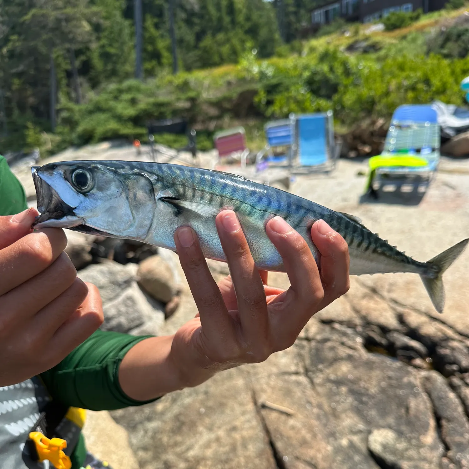The most recent Atlantic mackerel catches on Fishbrain