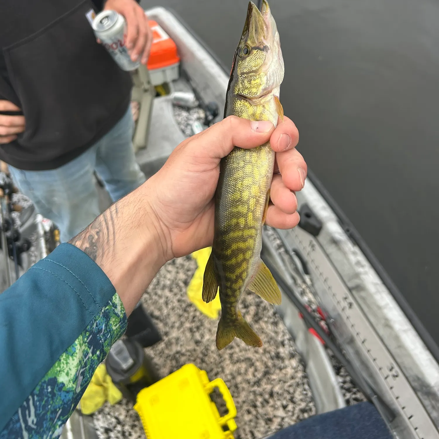 Chain pickerel caught on Fishbrain
