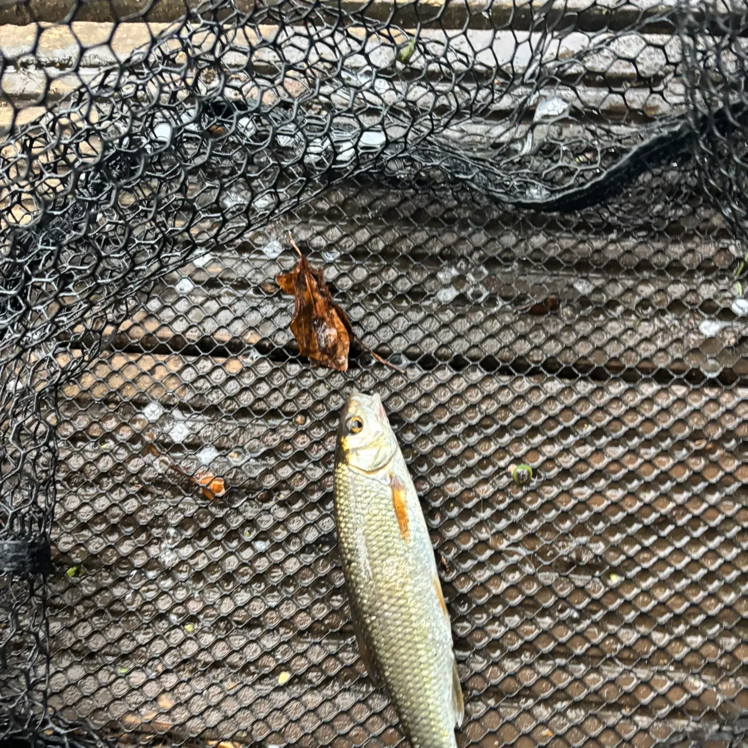 The most recent Common dace catches on Fishbrain