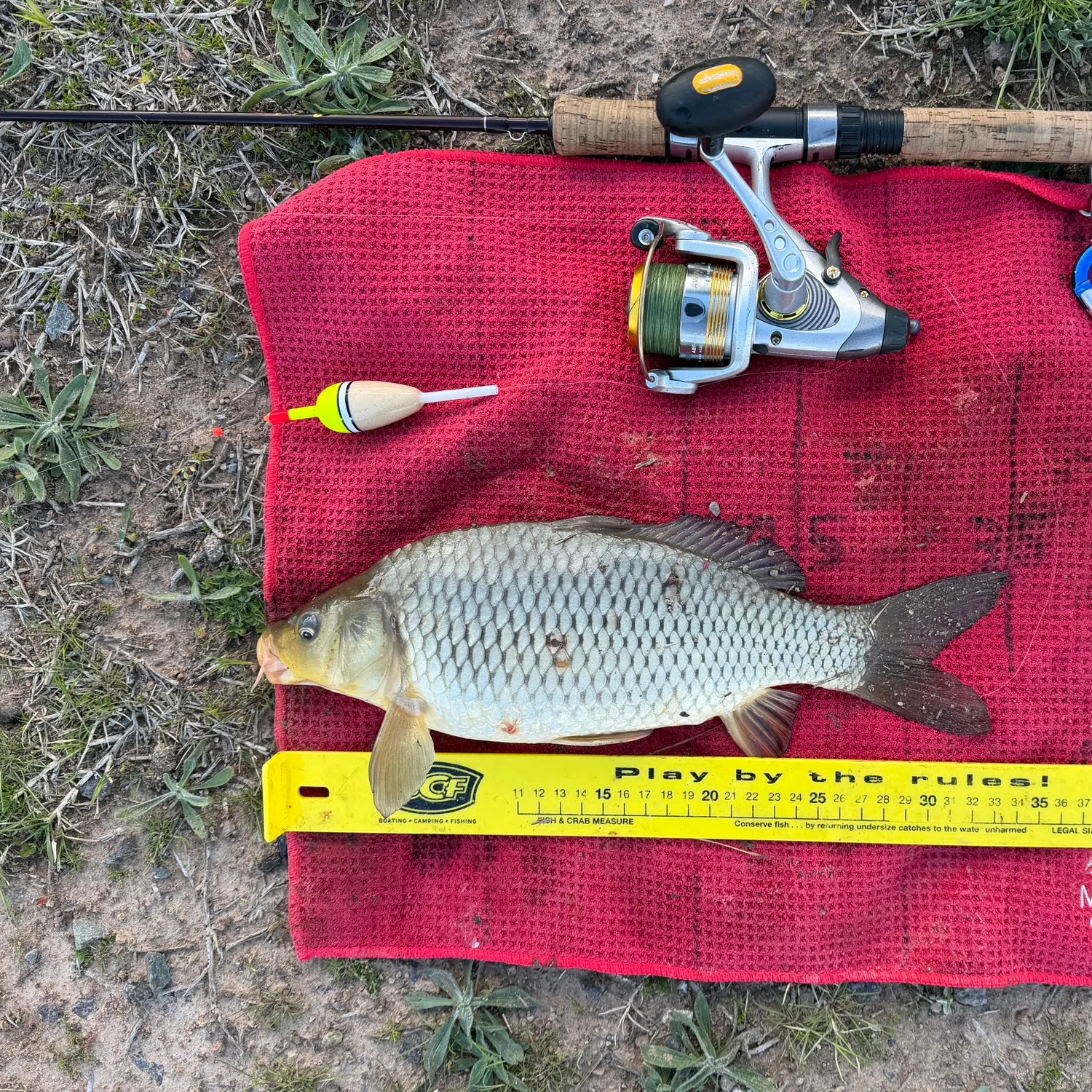 Common carp caught on Fishbrain