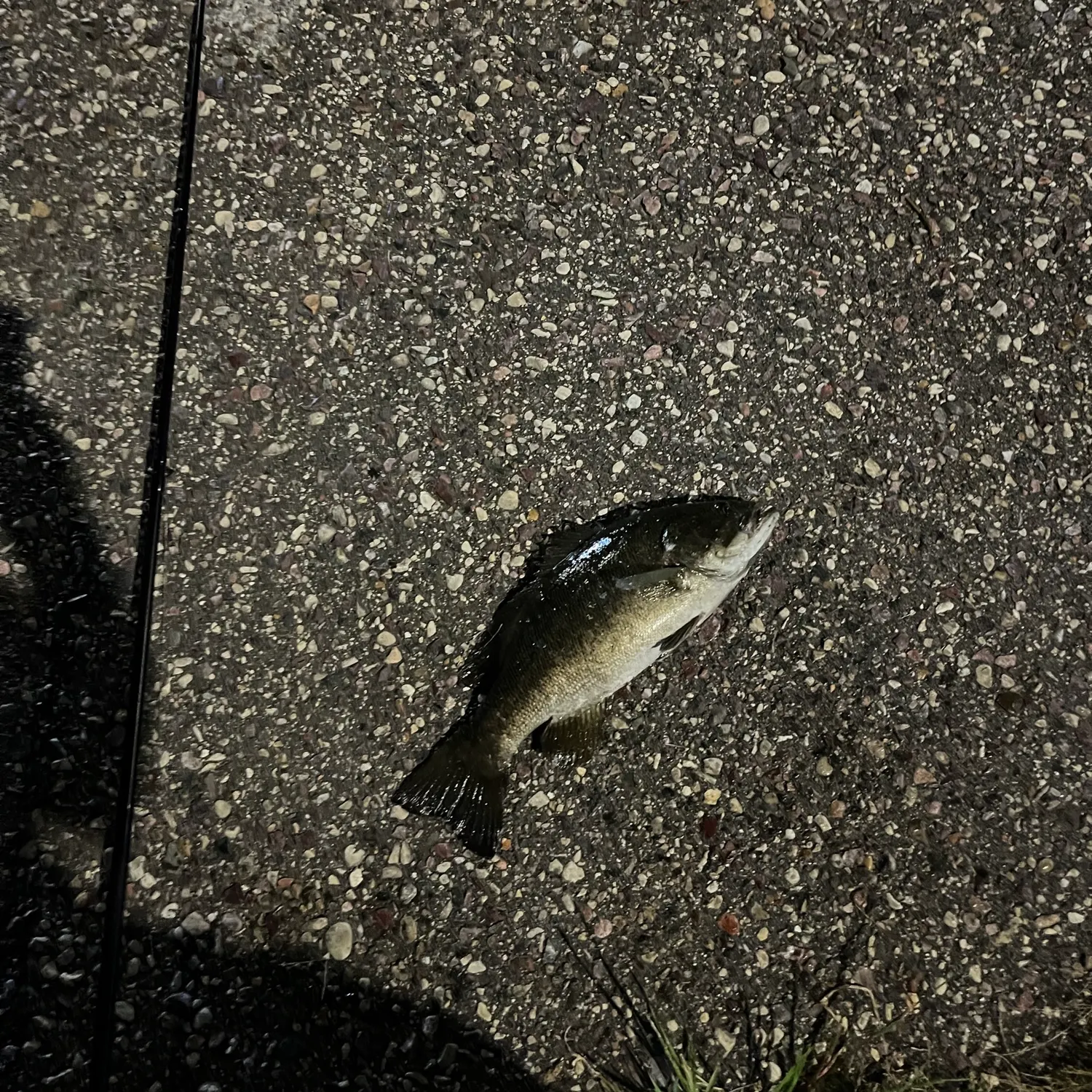 Smallmouth bass caught on Fishbrain
