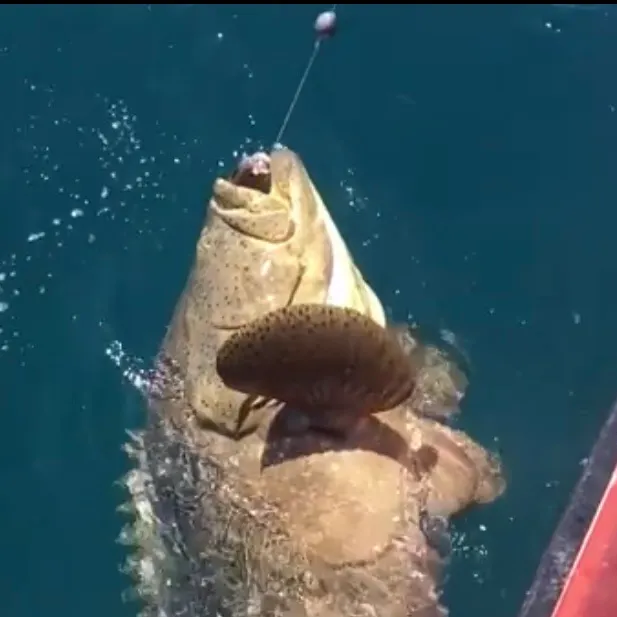 The most recent Atlantic goliath grouper catches on Fishbrain