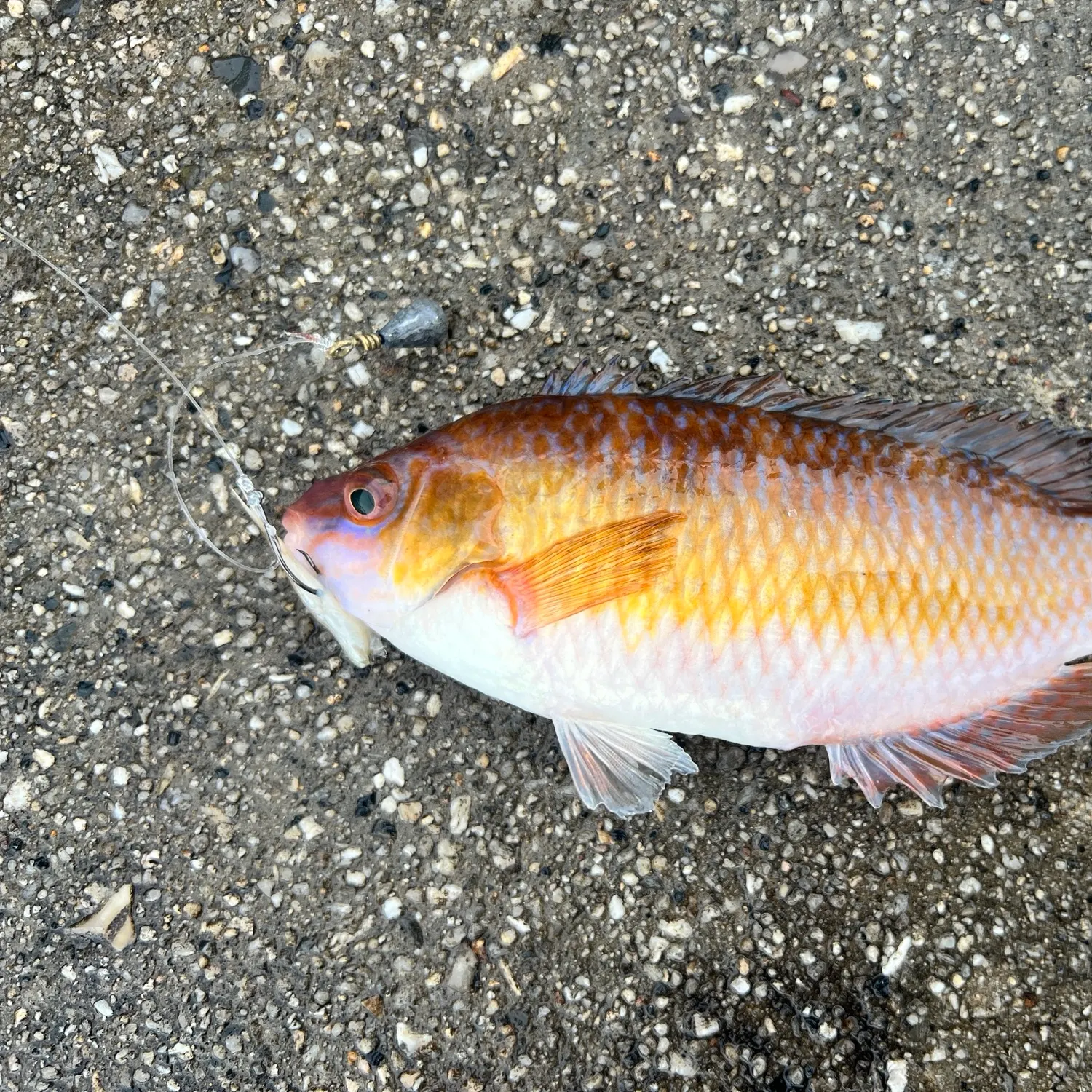 The most recent Corkwing wrasse catches on Fishbrain