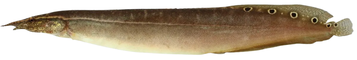 Spiny spotfin eel