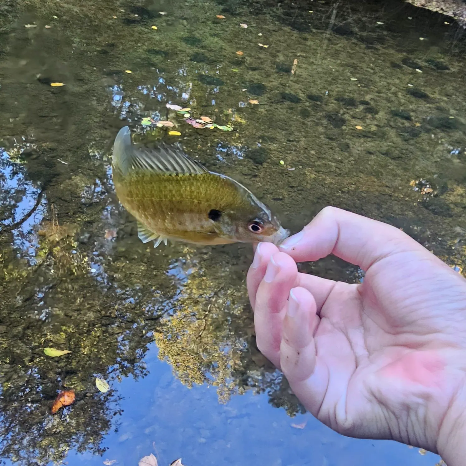 Bluegill caught on Fishbrain