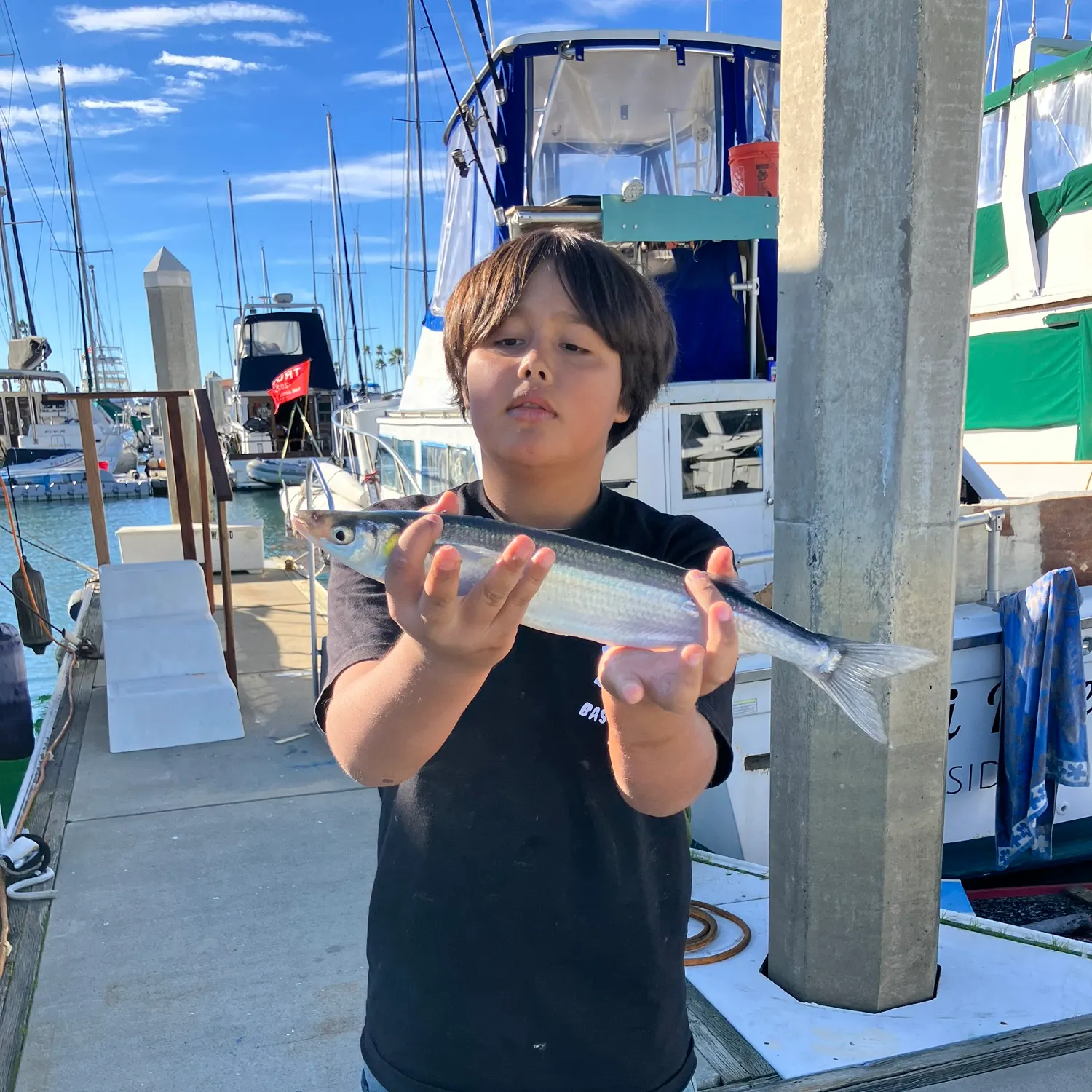 The most recent Jack silverside catches on Fishbrain