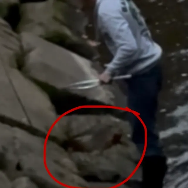 Common carp caught on Fishbrain