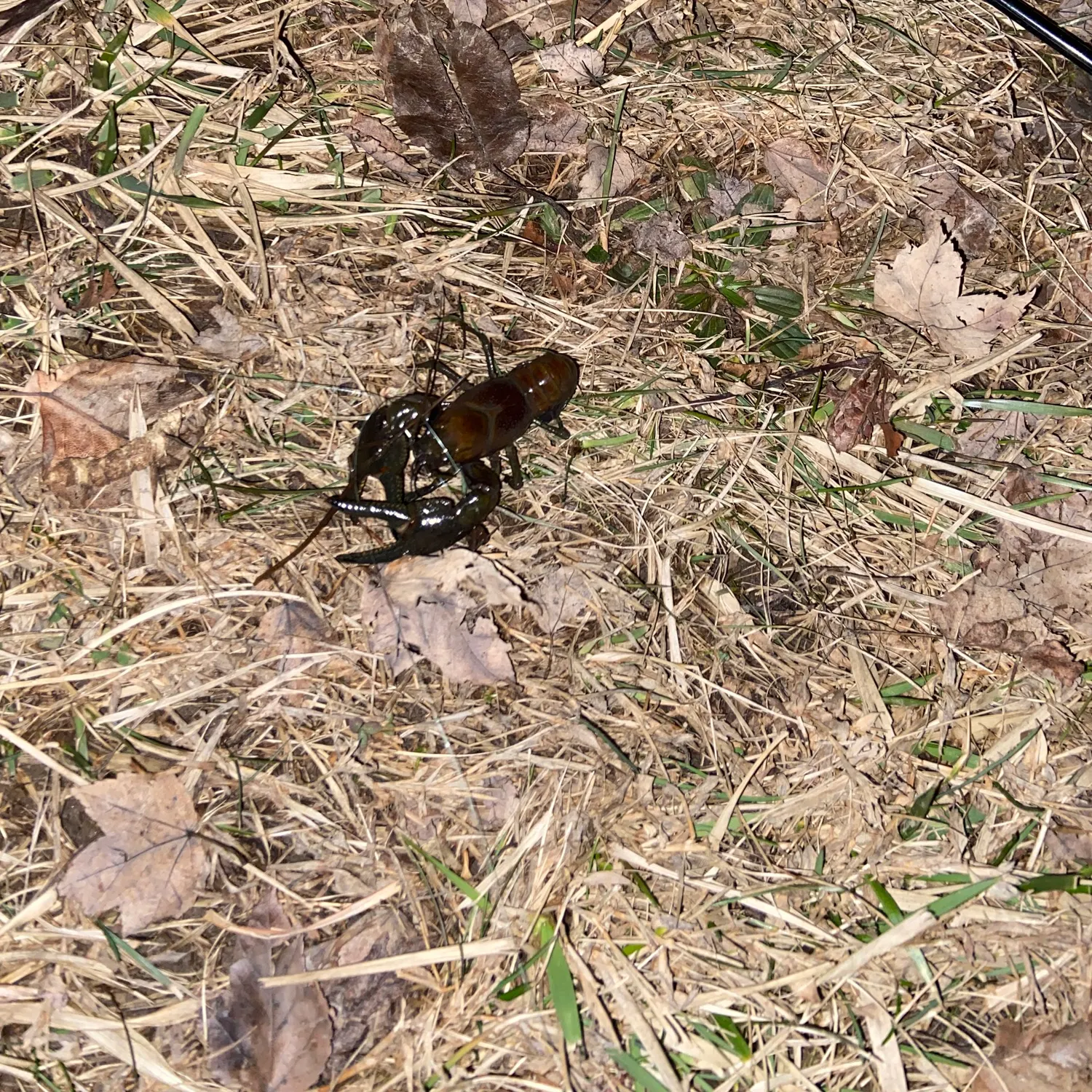 The most recent Rusty crayfish catches on Fishbrain