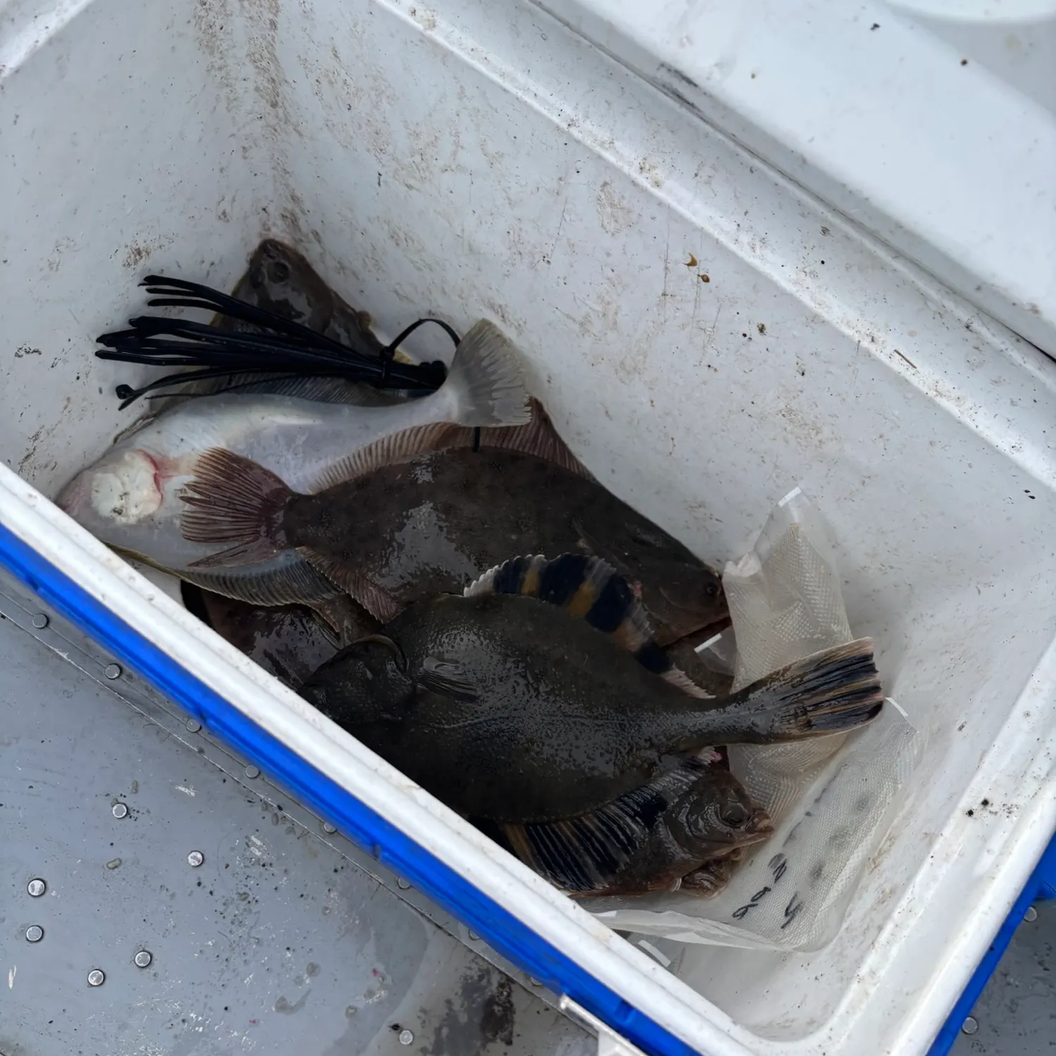 The most recent Flathead sole catches on Fishbrain