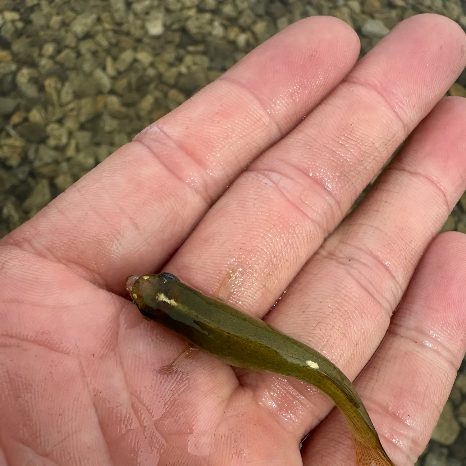 The most recent Western starhead topminnow catches on Fishbrain