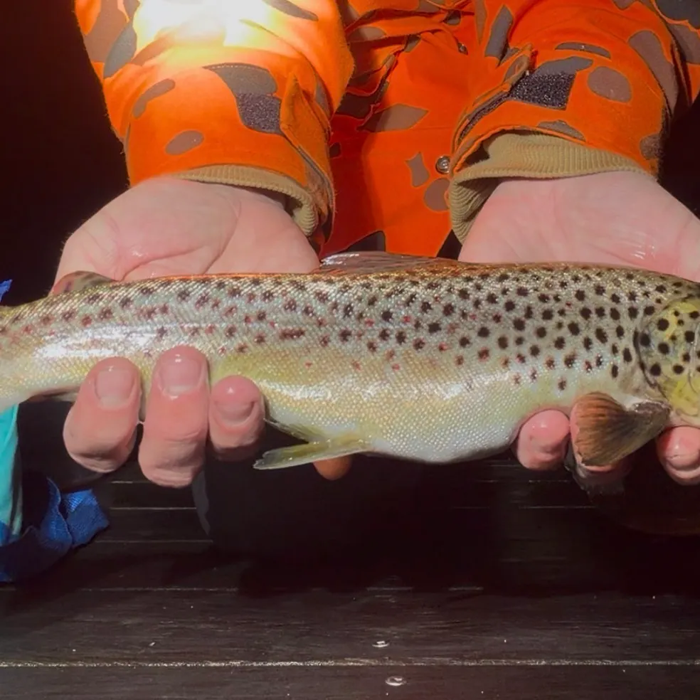 Brown trout caught on Fishbrain