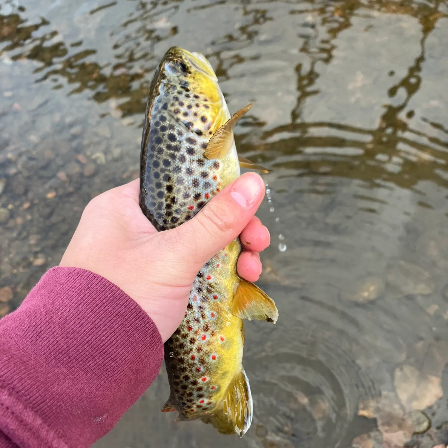 recently logged catches